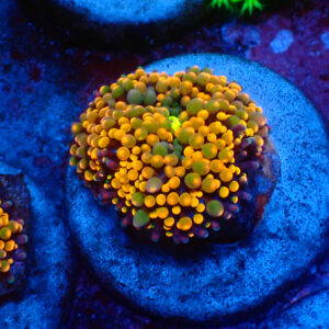 TC Ricordea florida Orange