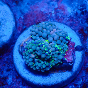 TC Ricordea florida Blue