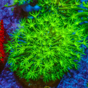 TC Sarcophyton Toxic Green