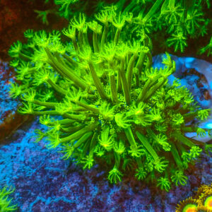 TC Sarcophyton Toxic Green