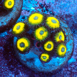 TC Zoanthus Lemon Kisses