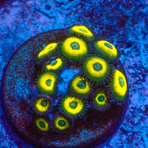 TC Zoanthus Lemon Kisses