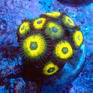 TC Zoanthus Lemon Kisses