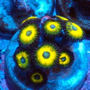 TC Zoanthus Lemon Kisses