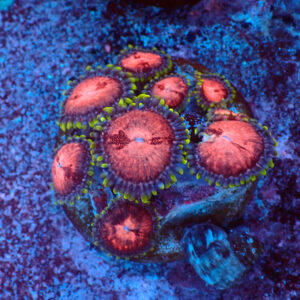 TC Zoanthus Space Monster