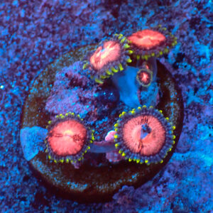 TC Zoanthus Space Monster