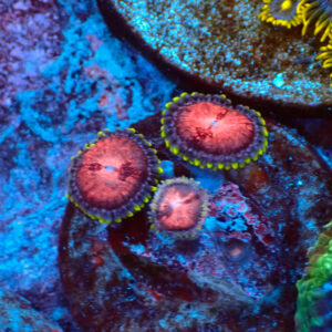 TC Zoanthus Space Monster