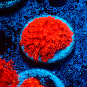 TC Goniopora Stuchburyi Iron Man