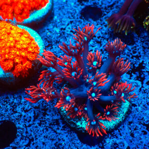TC Goniopora Fire & Ice