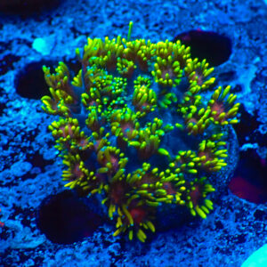 TC Goniopora Iron Man