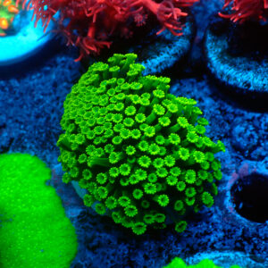 TC Alveopora minuta Toxic Green