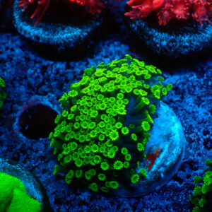 TC Alveopora minuta Toxic Green