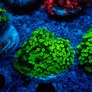 TC Alveopora minuta Toxic Green