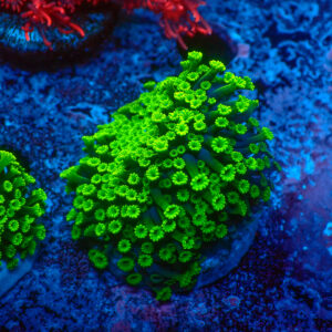 TC Alveopora minuta Toxic Green
