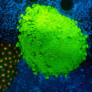 TC Alveopora minuta Toxic Green Colonia XL