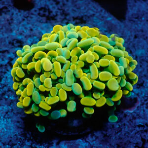 TC Euphyllia parancora Gold Nugget triple cabeza