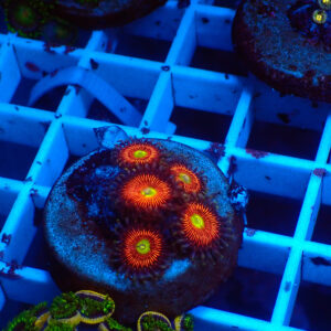 TC Zoanthus Everlasting Gobstoppers