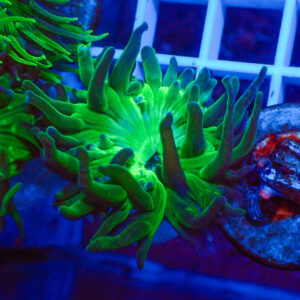 TC Duncanopsammia Pólipo XL