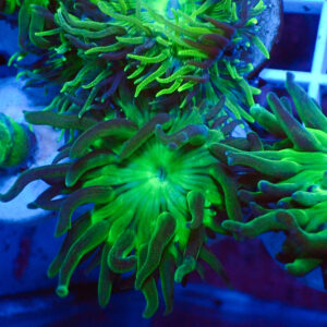 TC Duncanopsammia Pólipo XL