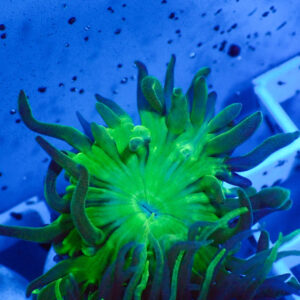 TC Duncanopsammia Pólipo XL