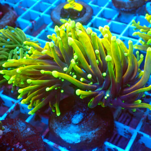 TC Euphyllia Dragon Soul 2 Dobles cabezas