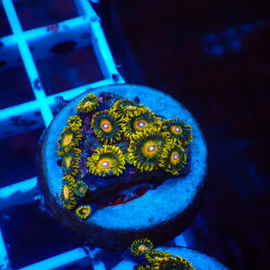 TC Zoanthus Super Saiyan