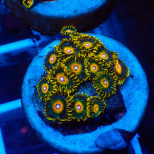 TC Zoanthus Super Saiyan