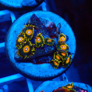 TC Zoanthus Super Saiyan