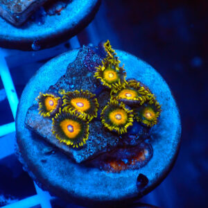 TC Zoanthus Super Saiyan