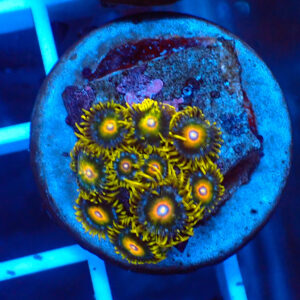 TC Zoanthus Super Saiyan