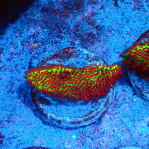 TC Porites The Grinch