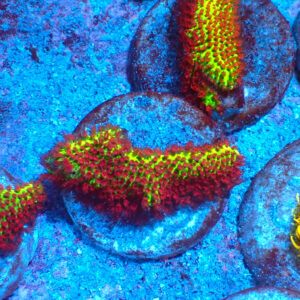 TC Porites The Grinch