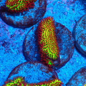 TC Porites The Grinch