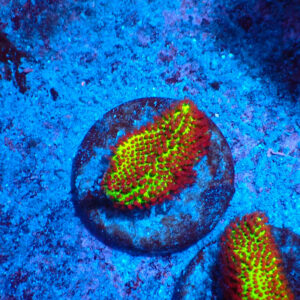 TC Porites The Grinch