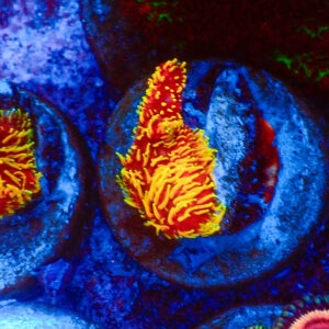 TC Pavona Freak Hair