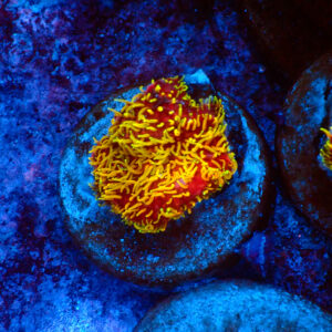 TC Pavona Freak Hair