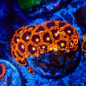 TC Zoanthus Rainbow Hornets mini colonia