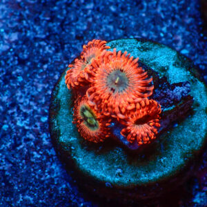 TC Zoanthus Utter Peace