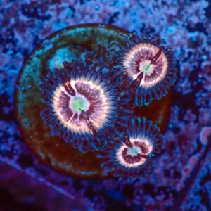 TC Zoanthus Ice Phantom