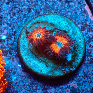 TC Zoanthus Red Magicians