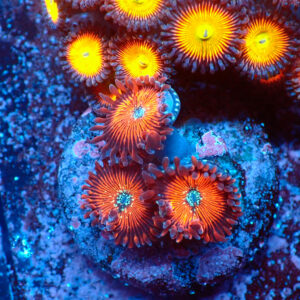 TC Zoanthus Red Magicians