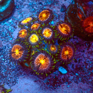 TC Zoanthus Nirvana