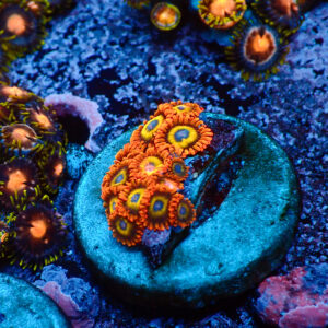 TC Zoanthus Fruit Loops