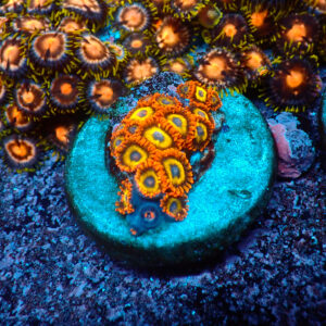 TC Zoanthus Fruit Loops