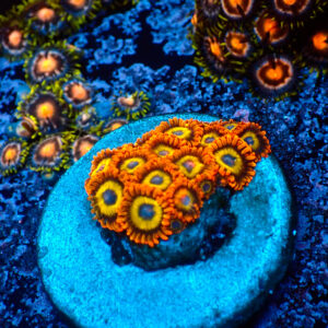 TC Zoanthus Fruit Loops