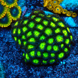 TC Zoanthus The Incredible Hulk Colonia