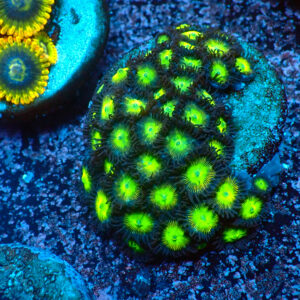 TC Zoanthus The Incredible Hulk mini colonia