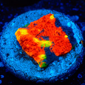 TC Chalice Flaming Bugatti