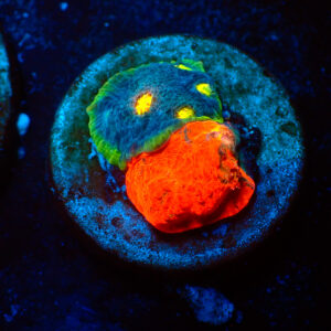 TC Chalice Bugatti Grafted