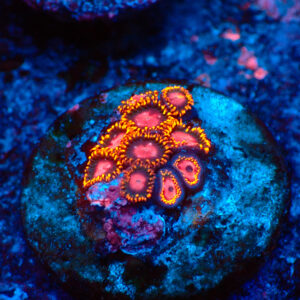 TC Zoanthus KH Sunburst